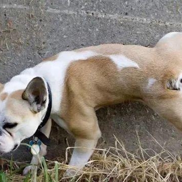 狗训练狗尿尿
