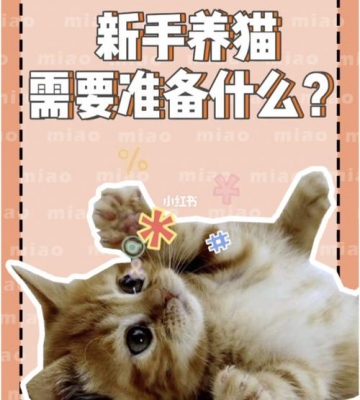 去接猫要准备些什么东西