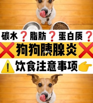 狗狗胰腺炎可以吃东西吗