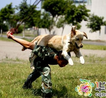 金毛当军犬怎么训练