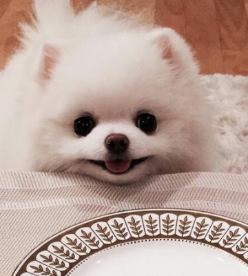 博美犬喜欢乱咬东西怎么办