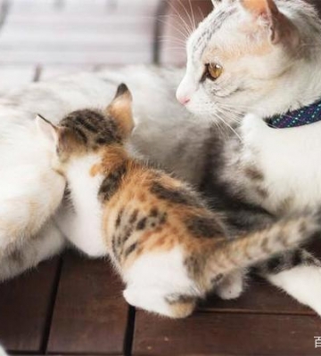 猫送人要注意什么东西