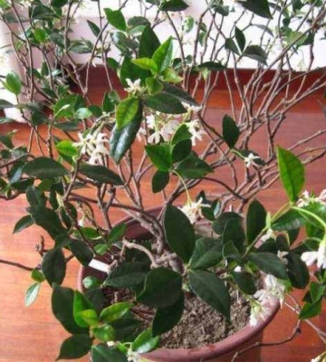 桂花冬季养殖方法