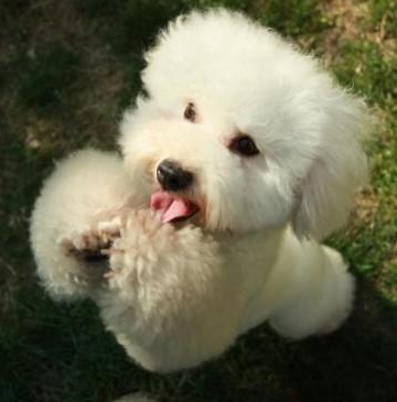 训练比熊犬的视频大全