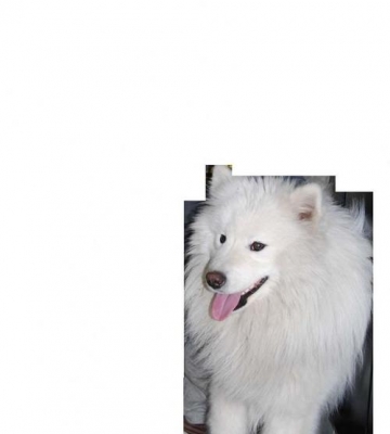 萨摩耶成年犬怎么训练