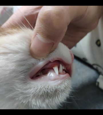 猫 牙龈长东西怎么办
