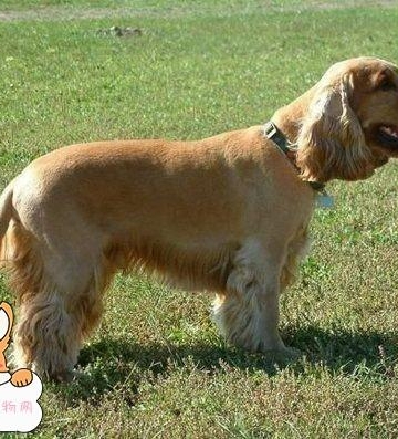 可卡犬如何训练