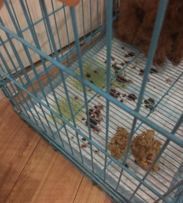 贵宾犬吃东西吐出来怎么办