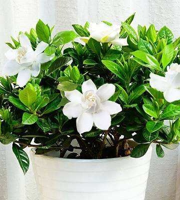 养栀子花的方法