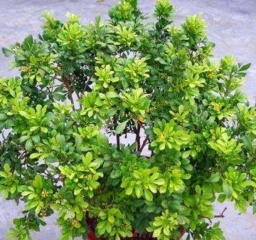 米兰花怎么养殖方法