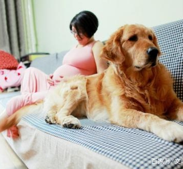 怀孕养狗狗都需要检查什么东西怎么