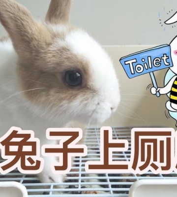 如何训练小白兔大小便