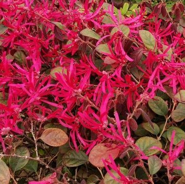 如何栽培红花??木