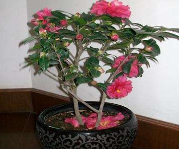 冬茶花的养植