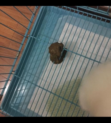 狗狗突然不东西拉稀怎么回事