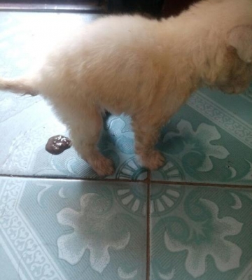 狗狗产后拉稀不吃东西怎么办