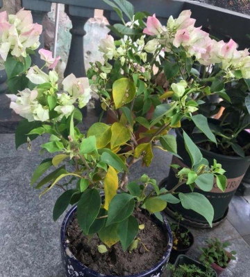 三角梅换盆的注意事项