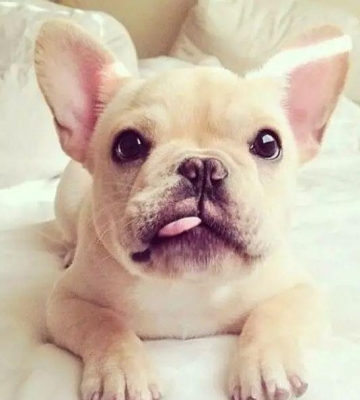 法国斗牛犬中暑呕吐不吃东西