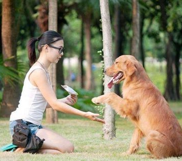 金毛捡东西送回怎么训练