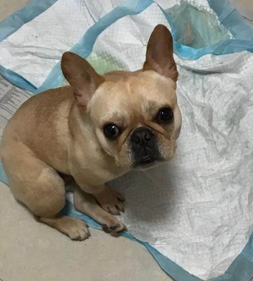 3个月法斗怎么训练