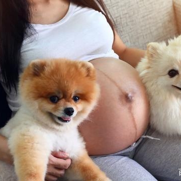 怀孕养小狗要检查什么东西怎么办