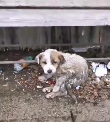 狗乱吃东西垃圾