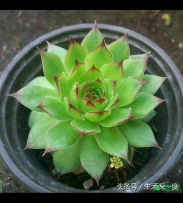 佛座莲的养殖方法