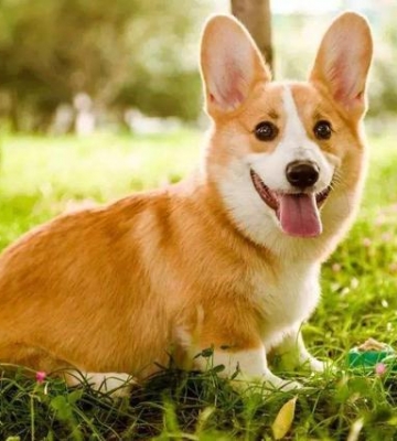 怎样训练柯基犬最佳年龄