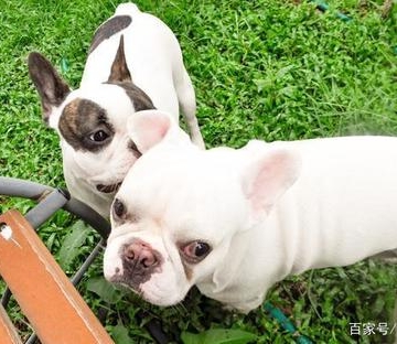 法斗犬不吃东西是怎么办