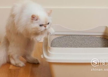 怎么训练成猫用猫砂