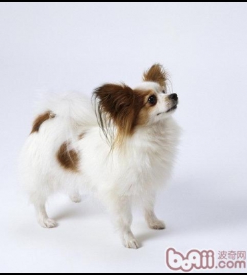 训练蝴蝶犬小狗的方法