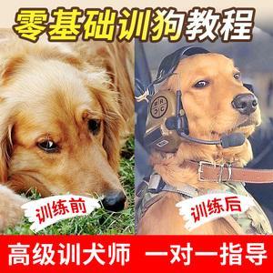 如何把狗训练成工作犬