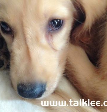 犬瘟热后期喘气不吃东西