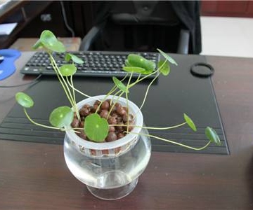 水培金钱草养殖方法