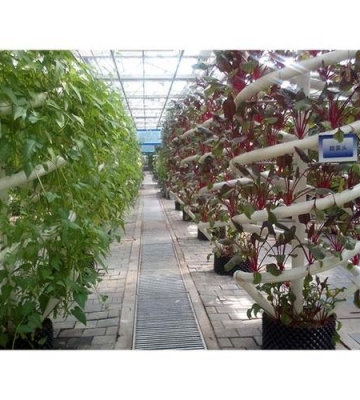 无土栽培花卉利弊