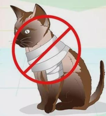 小猫骨折后不吃东西