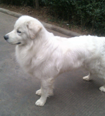 金毛犬在家里怎么训练