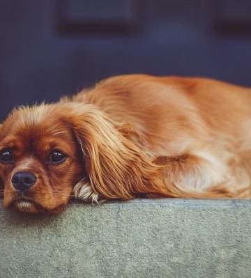 狗狗早上吃的东西吐了怎么回事怎么