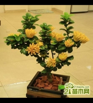 盆景的栽培和制作方法
