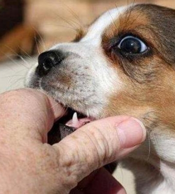什么狗狗不喜欢咬东西怎么办啊