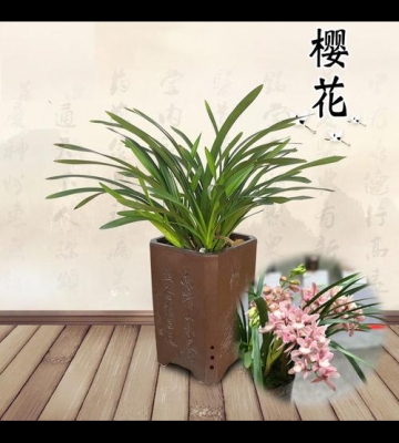 花卉香兰的栽培