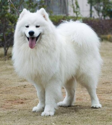 怎样训练我的萨摩耶犬不叫