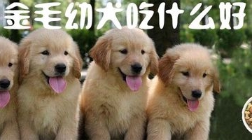 金毛幼犬乱吃东西怎么回事
