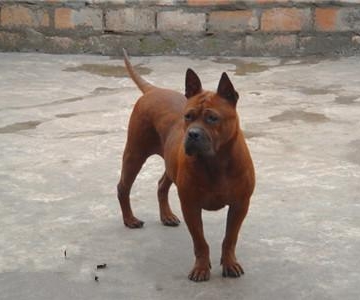 川东猎犬的训练