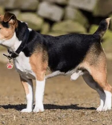 猎犬如何训练喊回来