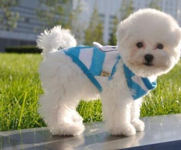 比熊犬咬人咬东西怎么办
