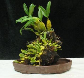 石斛的养殖方法有哪些
