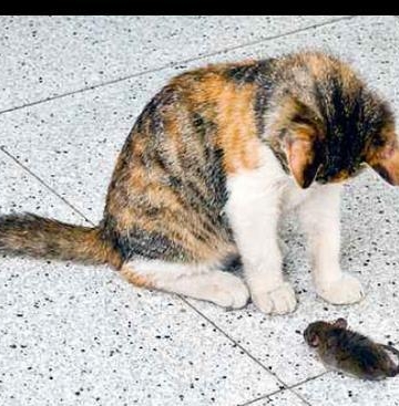 怎样训练猫咪抓老鼠