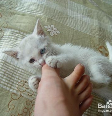怎么训练猫不抓人咬人