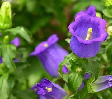 风铃花养殖注意事项